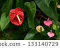 Anthurium 133140729