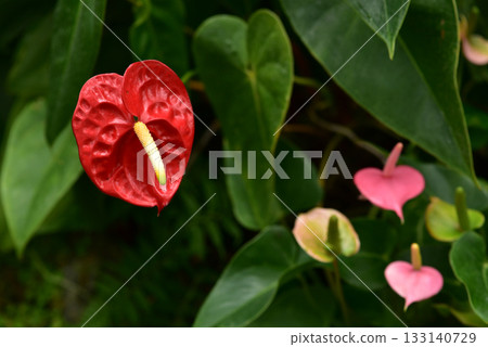Anthurium Anthurium 133140729