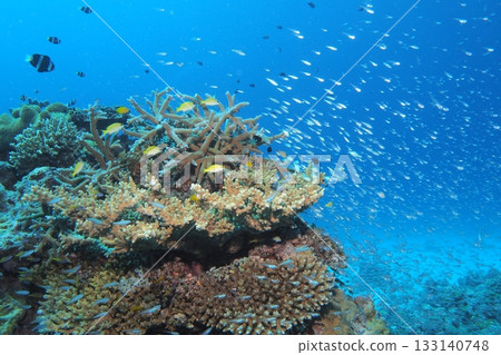 水下照片，展現了許多雀鯛聚集在珊瑚礁上。 133140748