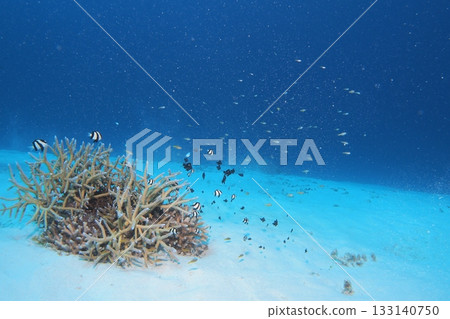 Branching corals and tropical fish in the sea of Zamami Island 133140750