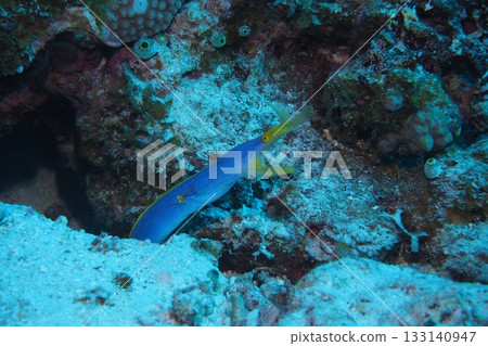 Ribbon eel hiding in a hole - Underwater photo Ribbon eel hiding in a hole - Underwater photo 133140947