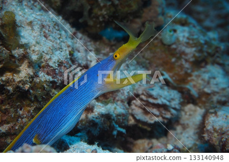 藏在洞穴裡的帶狀鰻魚 - 水下照片 133140948