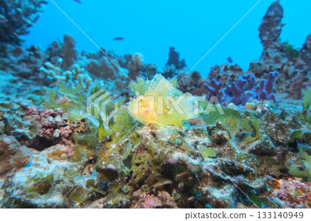 裸露的蝎子魚棲息在珊瑚上—水下照片 133140949