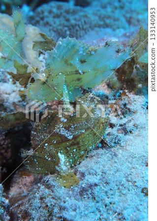 兩隻蝎子魚偽裝在岩石上－水下照片 133140953