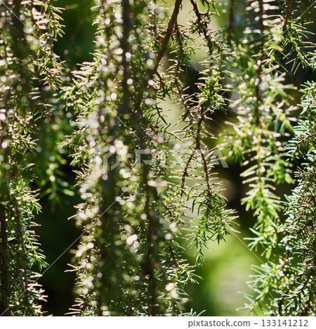 A close-up view of the fine, needle like foliage of a juniper, with bright sunlight filtering and creating a sparkling, dappled effect. 133141212
