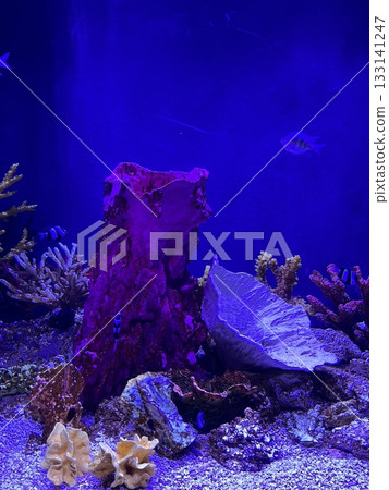 海底世界 海底世界 133141247