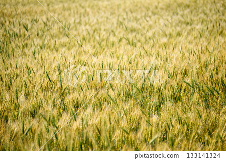 Wheat fields in Biei (Hokkaido) Wheat fields in Biei (Hokkaido) 133141324