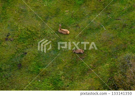 Red deer hinds resting in County Donegal, Ireland 133141350
