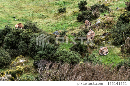 Red deer hinds resting in County Donegal, Ireland 133141351