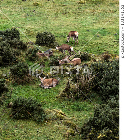 Red deer hinds resting in County Donegal, Ireland Red deer hinds resting in County Donegal, Ireland 133141352