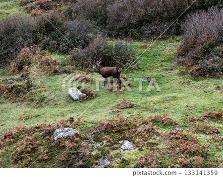 Lonely red deer stag during the rut in County Donegal, Ireland Lonely red deer stag during the rut in County Donegal, Ireland 133141359