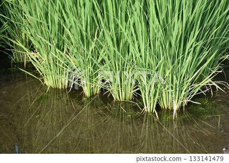 rice farming 133141479
