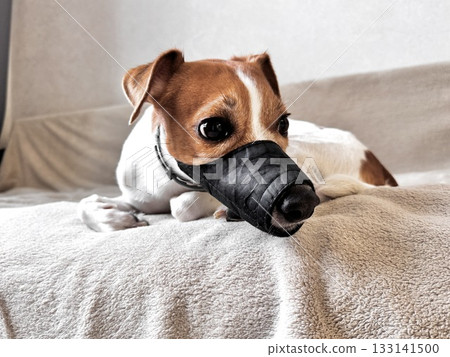 a young thoroughbred Jack Russell Terrier at home in a muzzle photo 133141500
