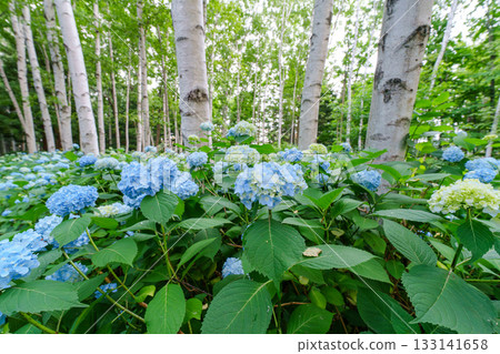 Early summer scenery of hydrangeas and birch forests in Toyohira Park, Sapporo, Hokkaido 133141658