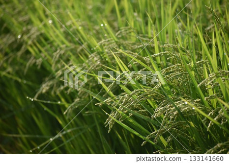 rice issue rice issue 133141660