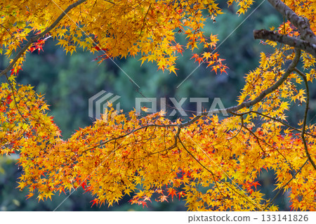 Bright autumn leaves Bright autumn leaves 133141826