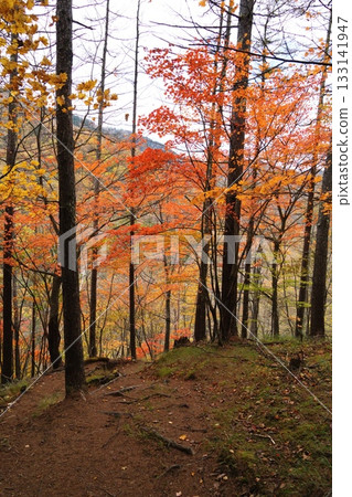 Autumn leaves 133141947