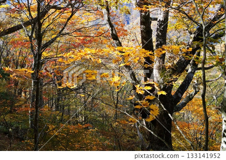Autumn leaves Autumn leaves 133141952