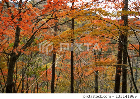 Autumn leaves 133141969