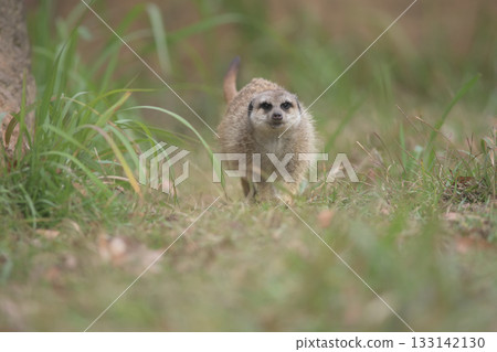 一隻狐獴高高翹起尾巴,在草叢中奔跑。 一隻狐獴高高翹起尾巴,在草叢中奔跑。 133142130