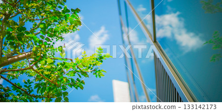 植物和藍天 植物和藍天 133142173