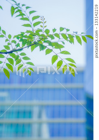 樹葉,背景是建築物 樹葉,背景是建築物 133142219
