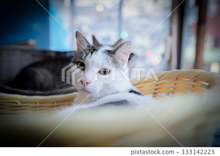 Image of a relaxed cat Image of a relaxed cat 133142223