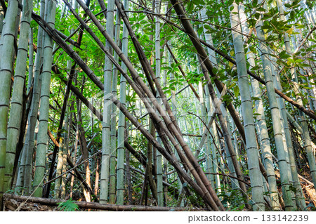 廢棄竹林 133142239