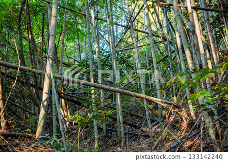 Abandoned bamboo forest 133142240