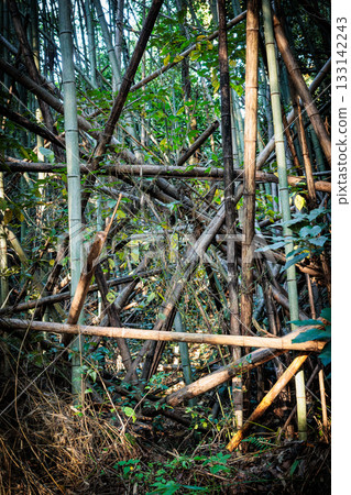 廢棄竹林 廢棄竹林 133142243