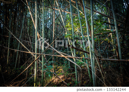 廢棄竹林 133142244
