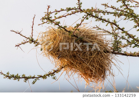 Weaver birds nest Weaver birds nest 133142259