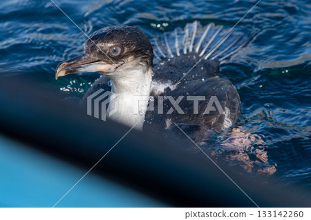 An Antarctic Shag at Mikkelsen Harbour An Antarctic Shag at Mikkelsen Harbour 133142260