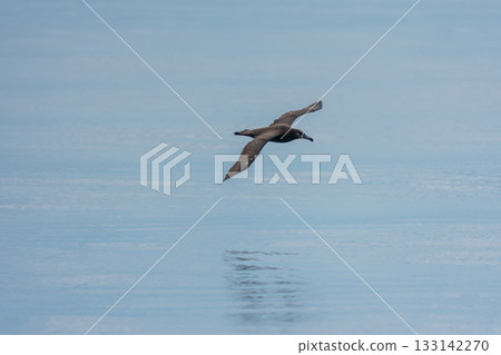 A black-footed albatross (Phoebastria nigripes) flying off the coast of Rausu, Shiretoko, Hokkaido 133142270