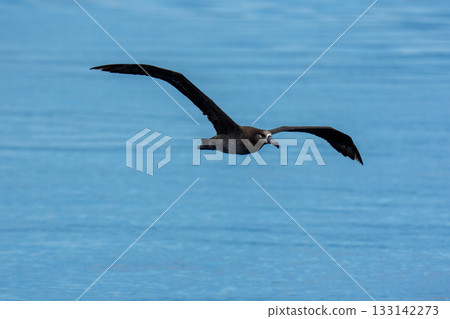 A black-footed albatross (Phoebastria nigripes) flying off the coast of Rausu, Shiretoko, Hokkaido A black-footed albatross (Phoebastria nigripes) flying off the coast of Rausu, Shiretoko, Hokkaido 133142273