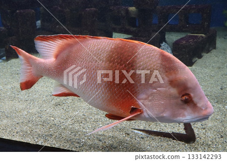 Profile of a large fish with striking coral-colored stripes 133142293