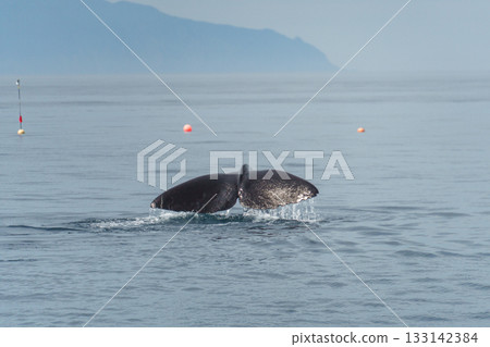 一頭抹香鯨(Physeter macrocephalus)在北海道知床縣羅臼海岸潛水 一頭抹香鯨(Physeter macrocephalus)在北海道知床縣羅臼海岸潛水 133142384