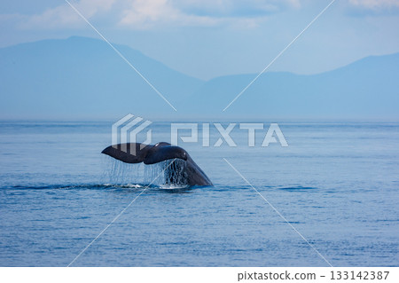 一頭抹香鯨（Physeter macrocephalus）在北海道知床縣羅臼海岸潛水 133142387