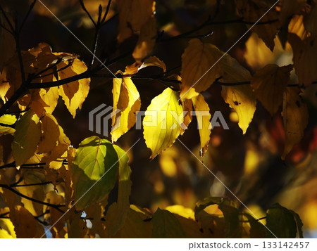 Yellow leaves shining golden in the sunlight Yellow leaves shining golden in the sunlight 133142457