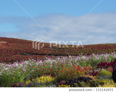 Kochia flowers against the blue sky at Hitachi Seaside Park Kochia flowers against the blue sky at Hitachi Seaside Park 133142655