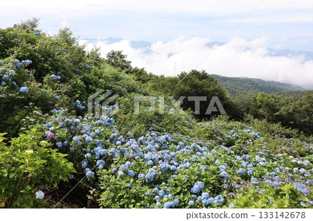 Green slopes covered with hydrangeas and mountain scenery with clouds 133142678