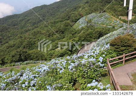 A winding mountain path and vibrant hydrangeas 133142679