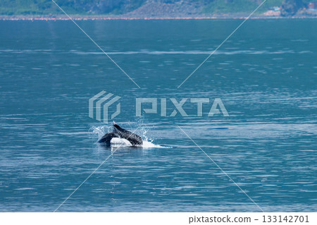 達氏鼠海豚(學名:Phocoenoides dalli)在北海道知床縣羅臼市海岸附近巡弋 達氏鼠海豚(學名:Phocoenoides dalli)在北海道知床縣羅臼市海岸附近巡弋 133142701