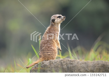 一隻狐狸獴坐在岩石上,眺望著周圍的環境,不再沐浴在陽光下。 一隻狐狸獴坐在岩石上,眺望著周圍的環境,不再沐浴在陽光下。 133142711