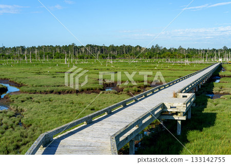 北海道根室春國台的木棧道和沼澤景色 133142755