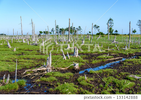 The withered Todowara forest and marshland scenery of Shunkunitai, Nemuro, Hokkaido The withered Todowara forest and marshland scenery of Shunkunitai, Nemuro, Hokkaido 133142888