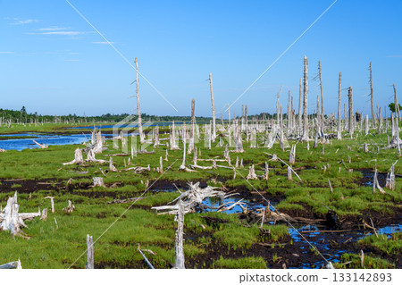 The withered Todowara forest and marshland scenery of Shunkunitai, Nemuro, Hokkaido The withered Todowara forest and marshland scenery of Shunkunitai, Nemuro, Hokkaido 133142893