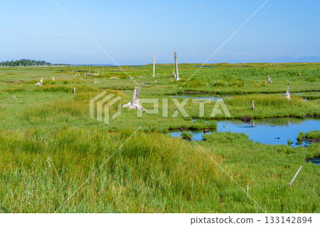 The withered Todowara forest and marshland scenery of Shunkunitai, Nemuro, Hokkaido 133142894