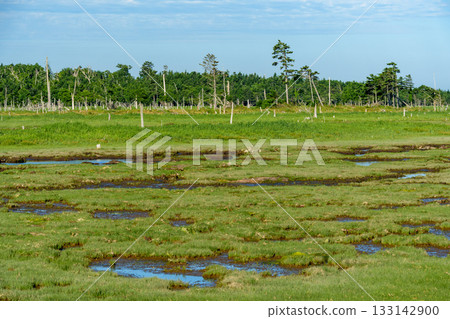 北海道根室春國台枯萎的戶原森林和沼澤景色 北海道根室春國台枯萎的戶原森林和沼澤景色 133142900