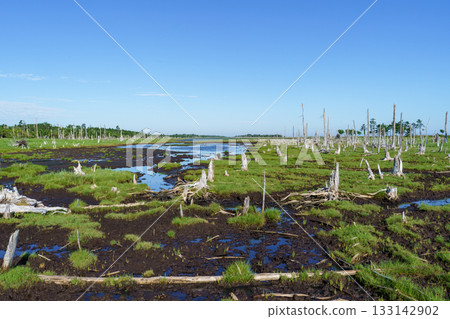 北海道根室春國台枯萎的戶原森林和沼澤景色 133142902